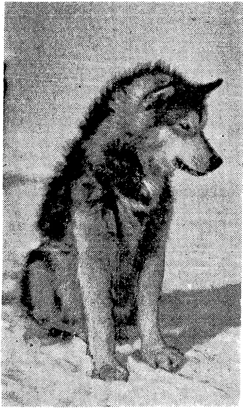 STRONG ARE ESKIMO DOGS. (Evening Post, 23 December 1939)
