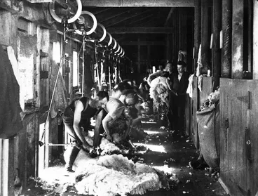 Image: Sheep shearing