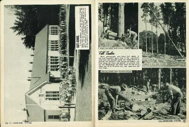 Image: Tall Timber