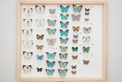 Neozephyrus taiwanus