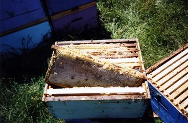 Image: Beehives