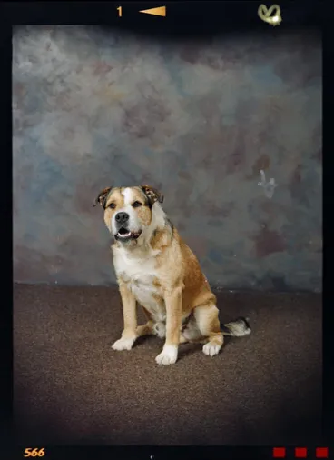 Image: Goldsbury, Dog