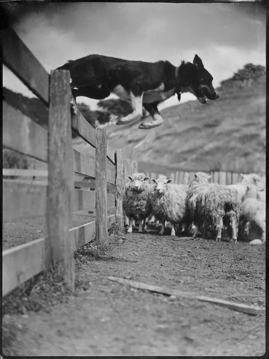 Dog hurdling rails, Mangamahu