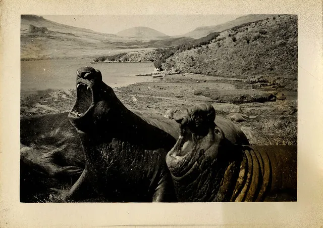 Bull Sea Elephants, Campbell Island, 1944