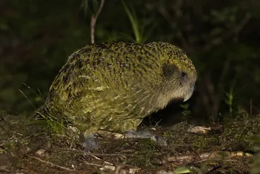 Image: Kākāpō
