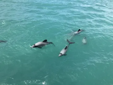 Image: Tunina De Héctor