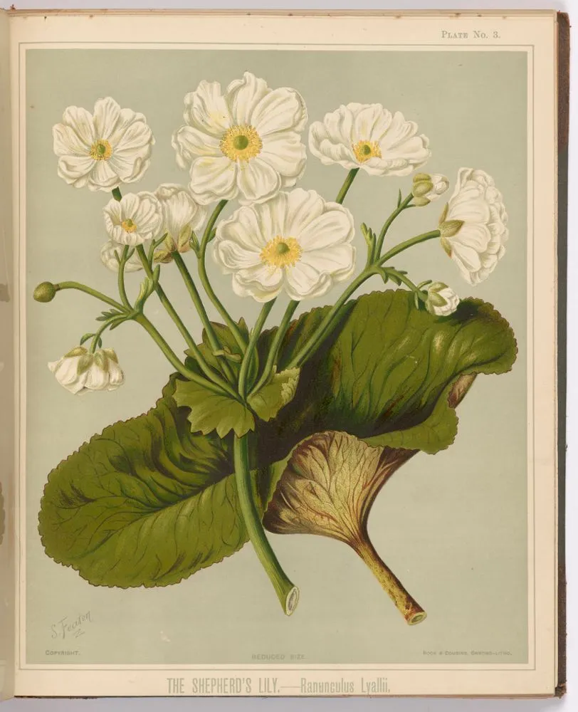 The Shepherd's Lily. - Ranunculus lyallii. Plate 3. From the book: The art album of New Zealand flora : being a systematic and popular description of the native flowering plants of New Zealand and the adjacent islands : volume 1;