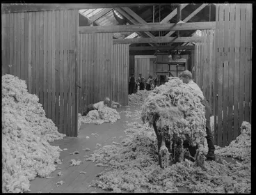 Image: Waimairi Company freezing works, clearing shearing sheds, Belfast, Christchurch