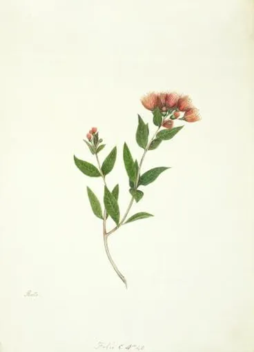 Image: Watercolour of New Zealand rata by Martha King