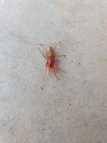 Woodlouse Spider