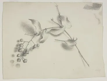 Image: Harris, Emily Cumming, 1837-1925: [Supplejack berries and leaves]. -/1/97. [1897].