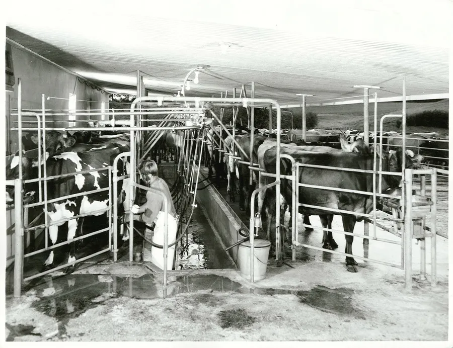 Agriculture - Dairying -  Milking