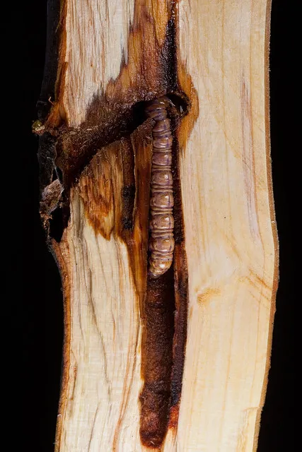 Puriri Moth/Pepe Tuna (Aenetus virescens)