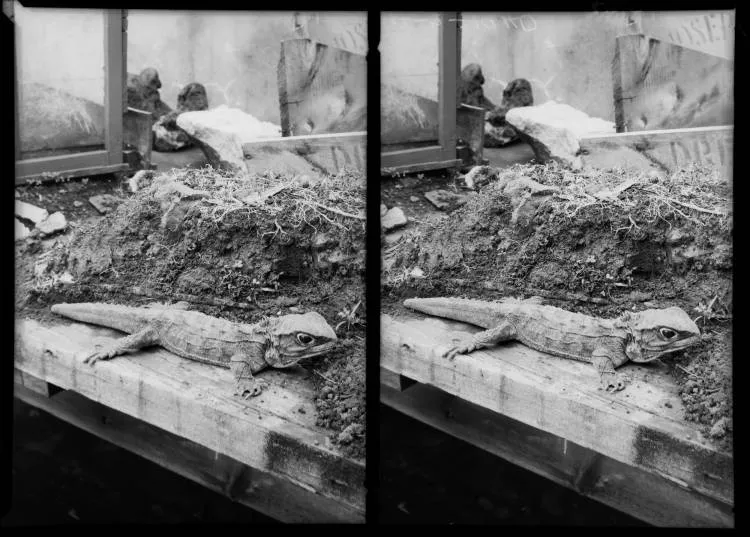 Tuatara display, Auckland Museum 1940