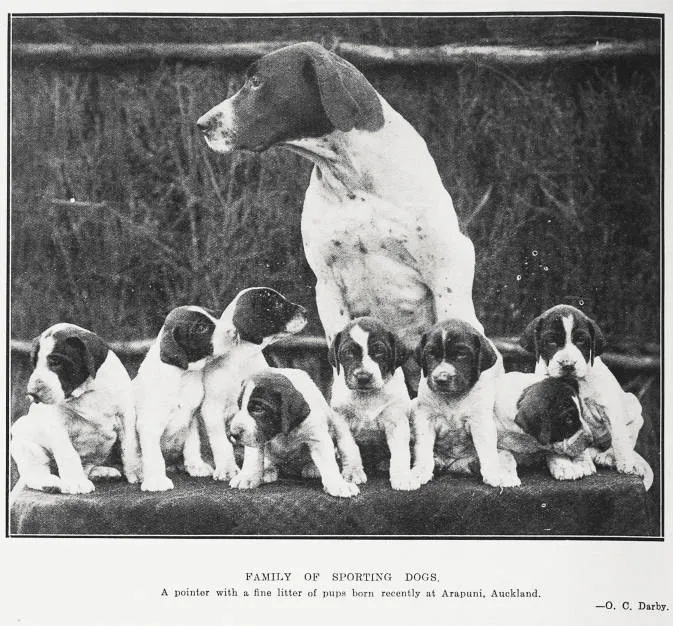 Family of Sporting Dogs