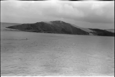 Image: First sighting of Opo the dolphin, Opononi