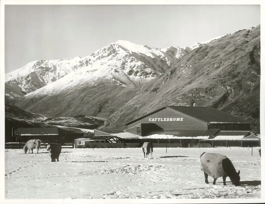 Agriculture - Cattle