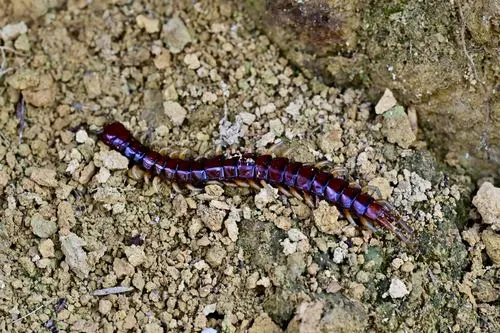 New Zealand giant centipede