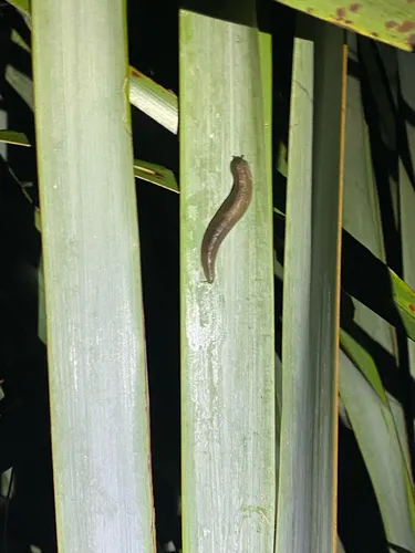 Leaf-veined Slugs