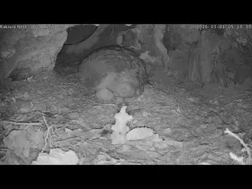 Image: Rakiura feeding chick - 1 March