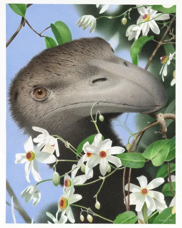 Image: North Island Giant Moa. Dinornis novaezealandiae. From the series: Extinct Birds of New Zealand.