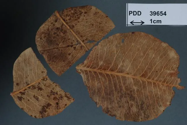 Asteromella pistaciarum Bremer & Petr.