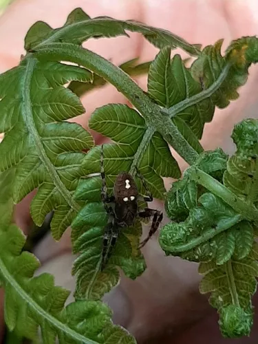 Zealaranea trinotata