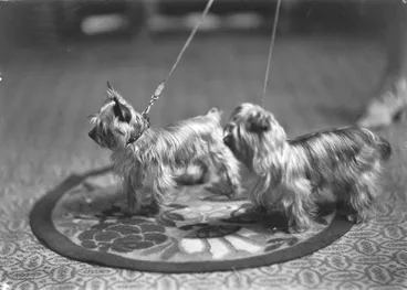 Image: Fitzgerald, Dogs