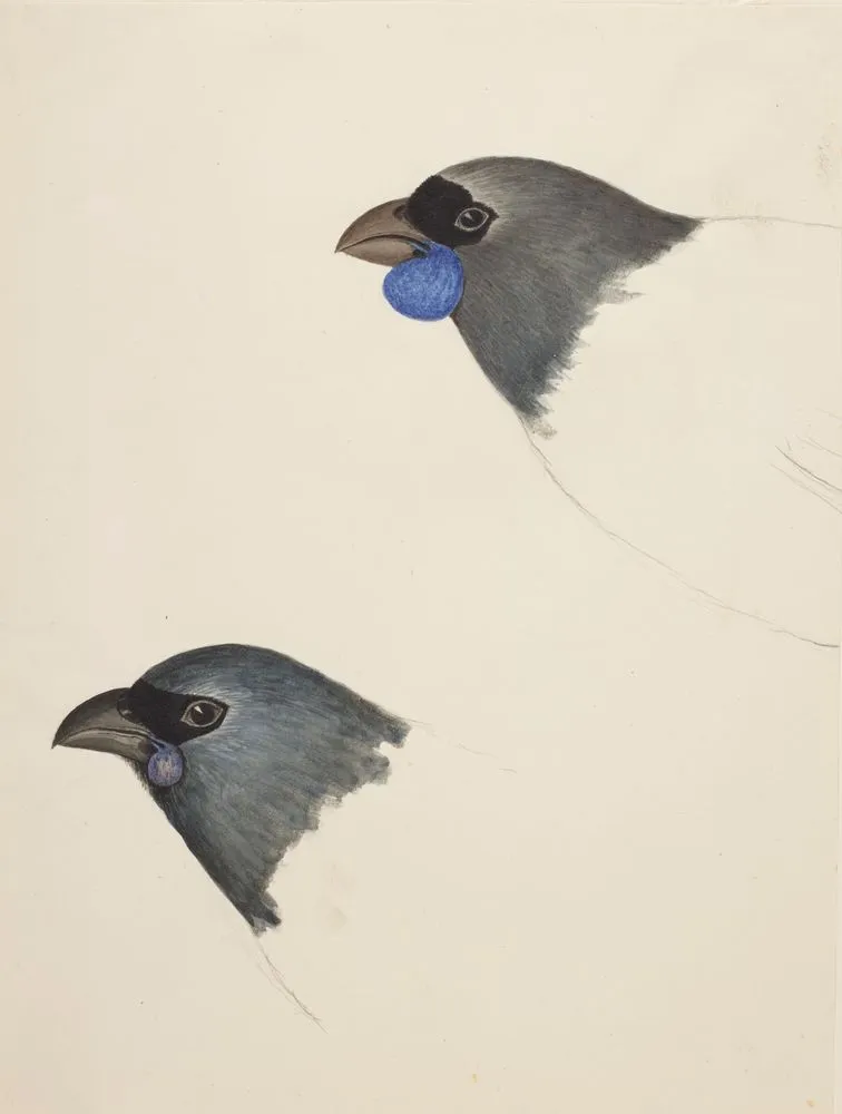 North Island kokako