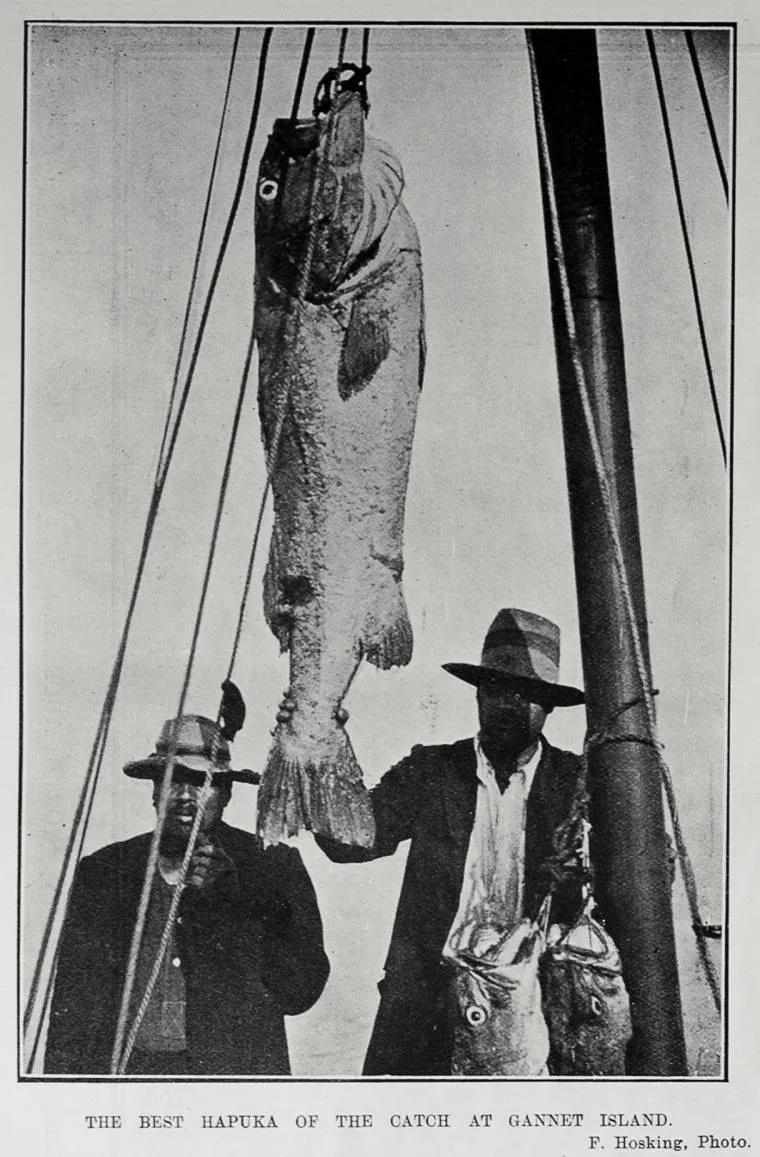 THE BEST HAPUKA OF THE CATCH AT GANNET ISLAND