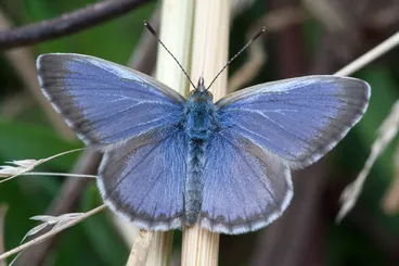 Image: Common blue butterfly