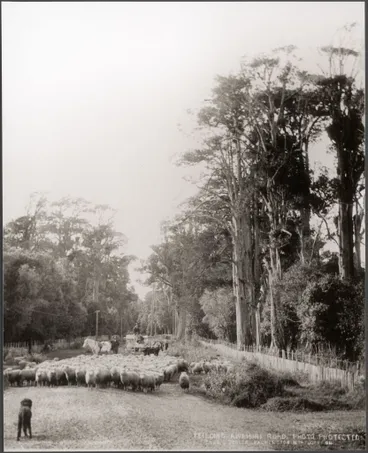 Image: Sheep on the Feilding-Awahuri Road, 1904