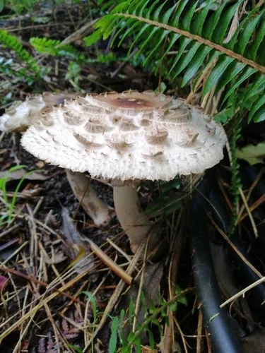 Chlorophyllum
