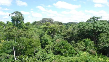 Amazon rainforest Image: Amazon rainforest