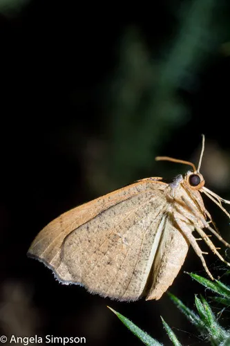 Geometer Moths