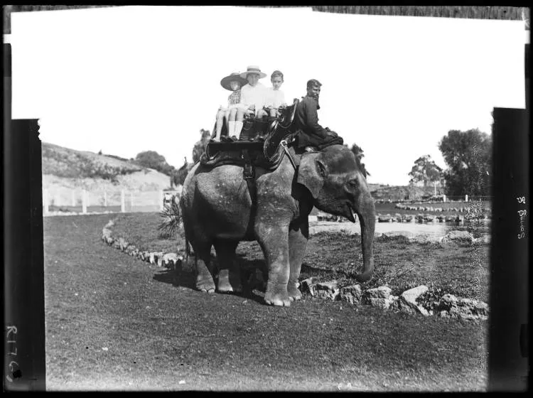 Elephant, Auckland Zoo, Western Springs