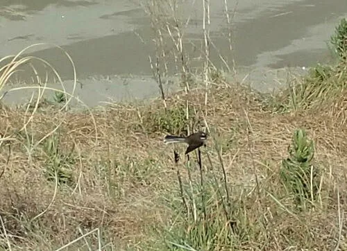 North Island Fantail