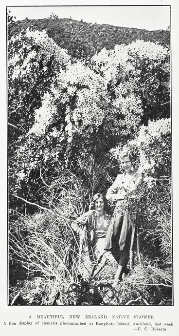 Image: A beautiful New Zealand native flower