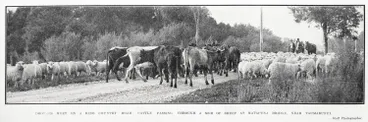 Image: Drovers Meet on A King Country Road: Cattle Passing Through A Mob of Sheep At Matapuna Bridge: Near Taumarunui
