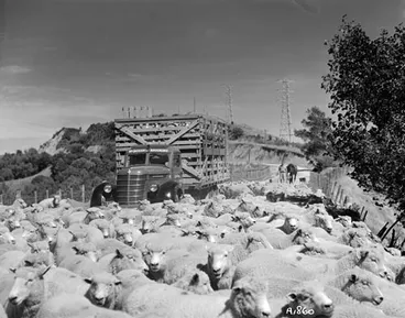 Image: Stock truck and stock drover