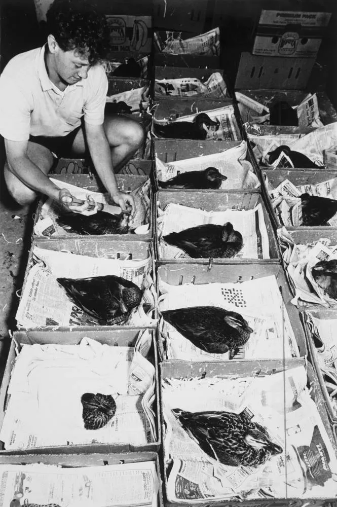 Bird hospital, Māngere, 1992