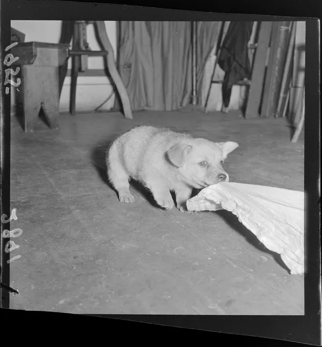 Taffy, the puppy featuring on the 'Kid's page' [of the Evening Post], tugging on a cloth