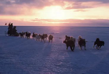Image: Fifteen Dog Team on Sea Ice