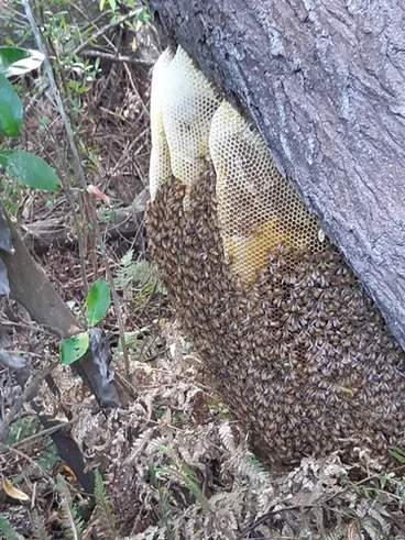 Image: Western Honey Bee