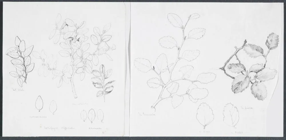 Nothofagaceae - Nothofagus cliffortioides, N. fusca, N. truncata and N. solandri var. solandri