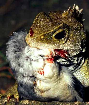 Evolution of plants and animals Image: Evolution of plants and animals