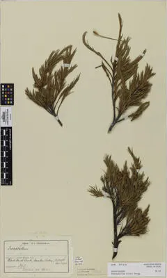 Dracophyllum kirkii