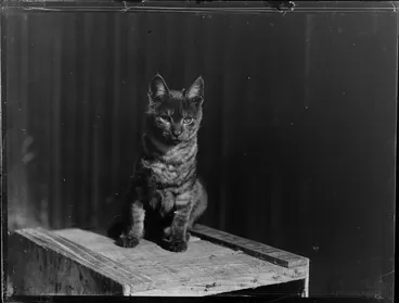 Image: Cat sitting on wooden box, location unknown
