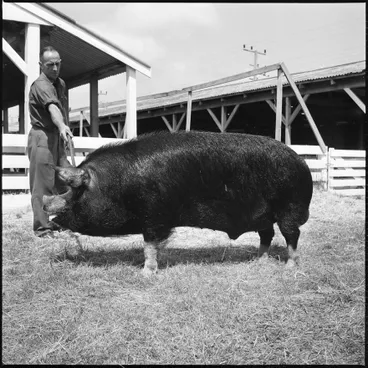Image: Champion Berkshire Bore