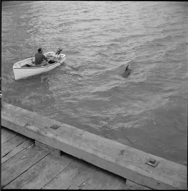 Image: Opo the dolphin, Opononi